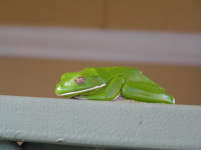 PA0700012